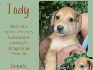 Cachorro raça Srd  idade Abaixo de 2 meses nome Toddy
