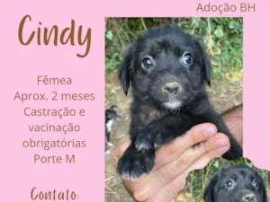 Cachorro raça Srd idade Abaixo de 2 meses nome Cindy