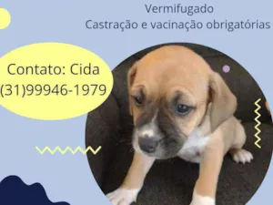 Cachorro raça Srd idade 2 a 6 meses nome Leo