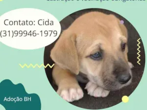 Cachorro raça Srd  idade 2 a 6 meses nome Jack