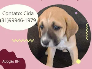 Cachorro raça Srd idade 2 a 6 meses nome Lola