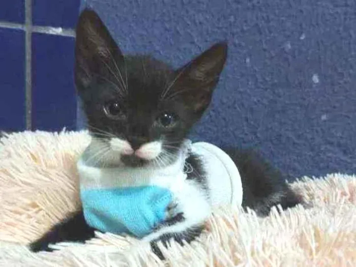 Gato raça Sem raça definida  idade 2 a 6 meses nome Blissa