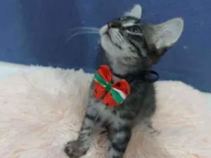 Gato raça Sem raça definida  idade 2 a 6 meses nome Lucki