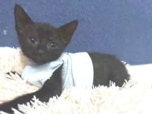 Gato raça Sem raça definida  idade 2 a 6 meses nome Meg