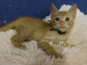 Gato raça Sem raça definida  idade 2 a 6 meses nome Ares