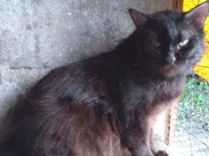 Gato raça Srd idade 2 anos nome Obama