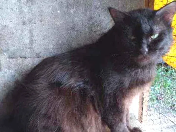 Gato ra a Srd idade 2 anos nome Obama
