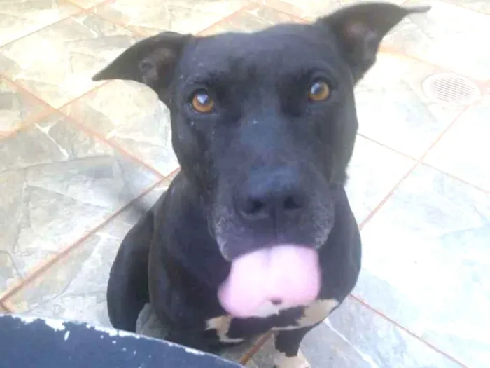 Cachorro ra a American stadforshire terrier idade 6 ou mais anos nome Hanna