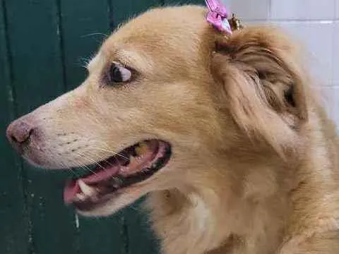 Cachorro ra a SRD idade 5 anos nome BEBÊ