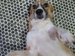 Cachorro raça SRD idade 5 anos nome Biscoito