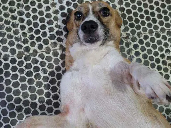 Cachorro ra a SRD idade 5 anos nome Biscoito