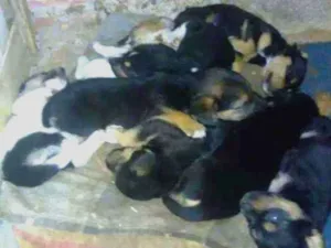Cachorro raça Vira lata idade Abaixo de 2 meses nome Sem nome filhotes