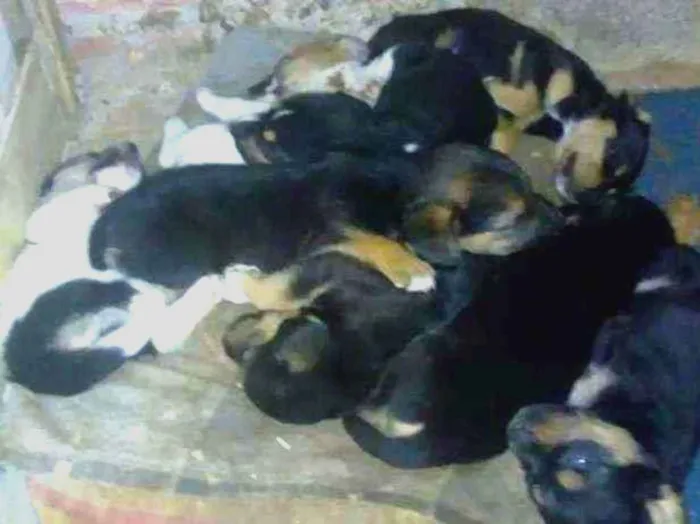 Cachorro ra a Vira lata idade Abaixo de 2 meses nome Sem nome filhotes
