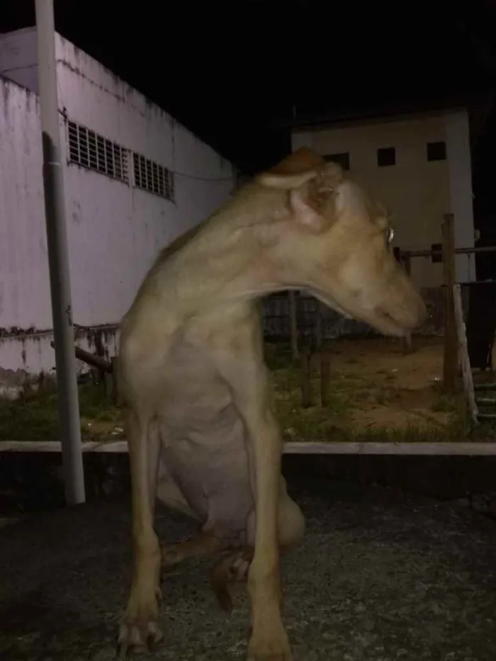 Cachorro raça Srd idade 2 a 6 meses nome Moisés macho