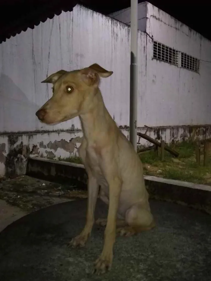 Cachorro raça Srd idade 2 a 6 meses nome Moisés macho