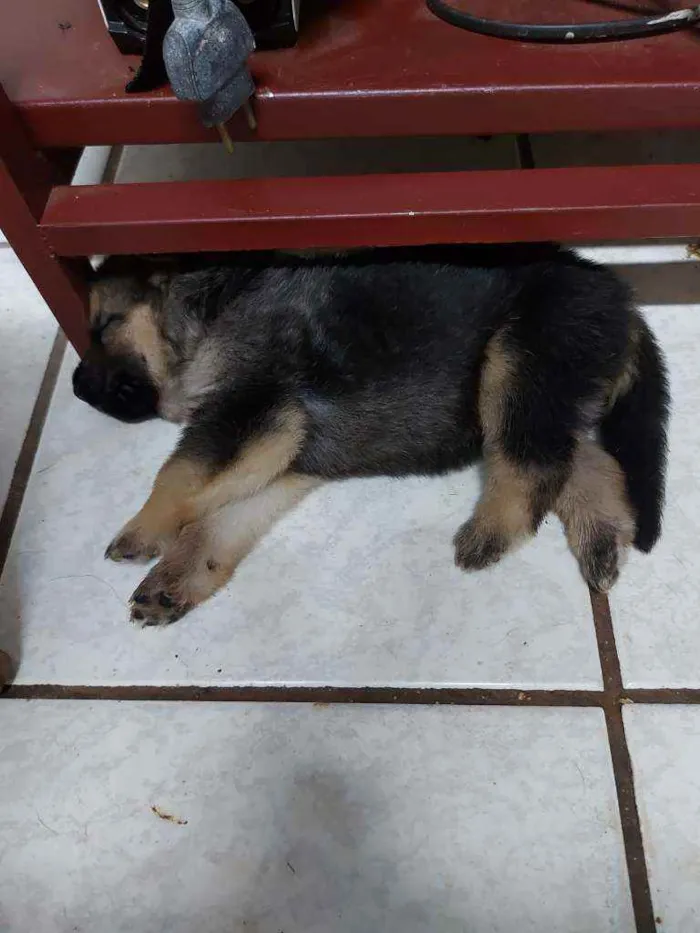 Cachorro ra a Pastor alemao idade Abaixo de 2 meses nome Filhotes