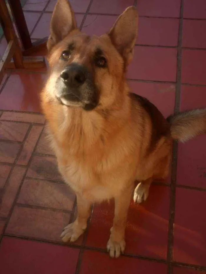 Cachorro ra a Pastor alemao idade Abaixo de 2 meses nome Filhotes