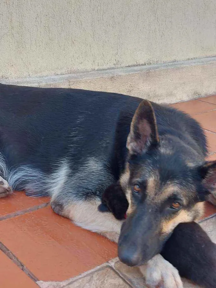 Cachorro ra a Pastor alemao idade Abaixo de 2 meses nome Filhotes