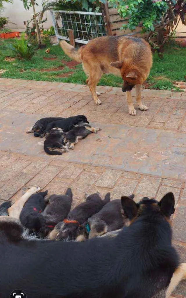 Cachorro ra a Pastor alemao idade Abaixo de 2 meses nome Filhotes