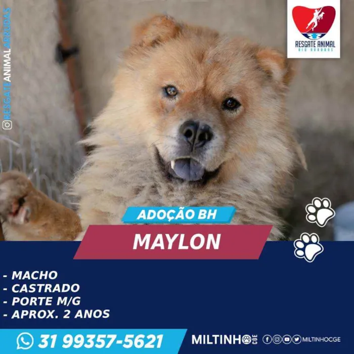 Cachorro ra a CHOW CHOW idade 2 anos nome MAYLON