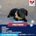 PRETINHA