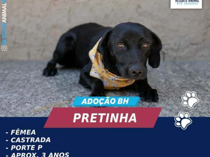 Cachorro ra a SEM RAÇA DEFINIDA idade 2 anos nome PRETINHA