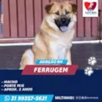 FERRUGEM