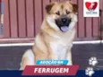 FERRUGEM