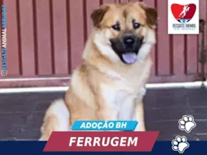 Cachorro raça CHOW CHOW idade 2 anos nome FERRUGEM