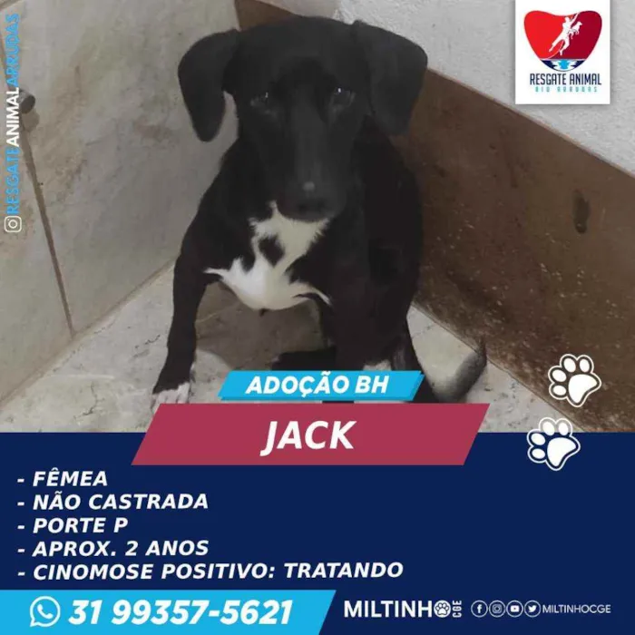 Cachorro ra a SEM RAÇA DEFINIDA idade 1 ano nome JACK