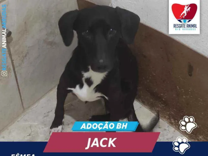 Cachorro ra a SEM RAÇA DEFINIDA idade 1 ano nome JACK