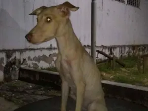 Cachorro raça Srd idade 2 a 6 meses nome Moisés macho