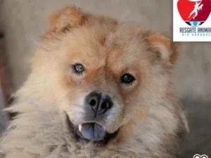 Cachorro raça CHOW CHOW idade 2 anos nome MAYLON