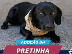 Cachorro raça SEM RAÇA DEFINIDA idade 2 anos nome PRETINHA