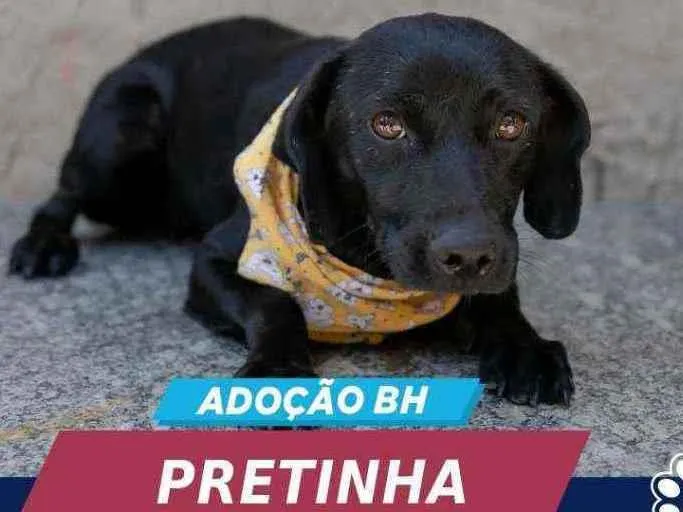 Cachorro ra a SEM RAÇA DEFINIDA idade 2 anos nome PRETINHA