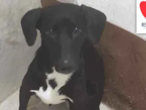 Cachorro raça SEM RAÇA DEFINIDA idade 1 ano nome JACK