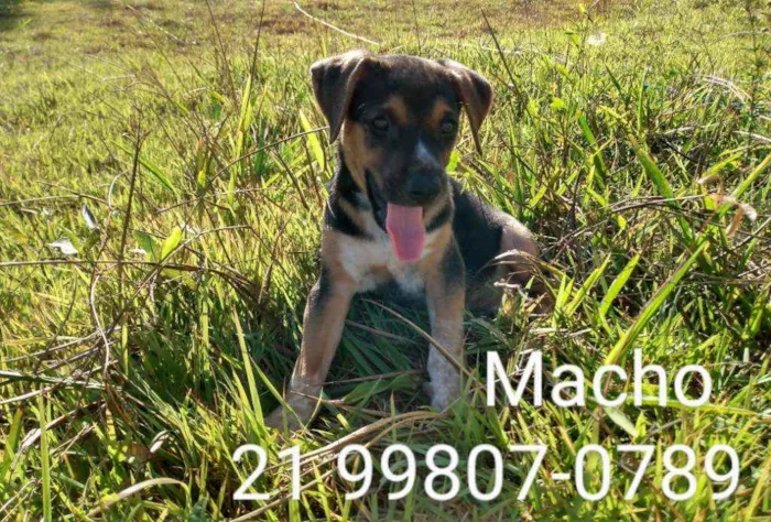 Cachorro ra a Srd idade 2 a 6 meses nome Sam 