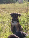 Sam 