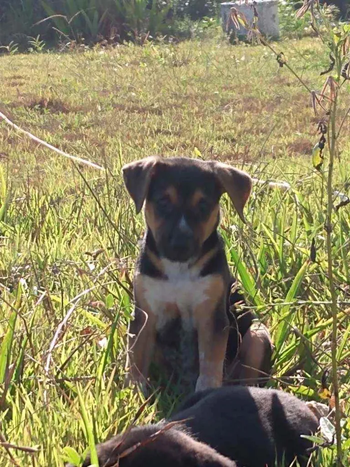 Cachorro ra a Srd idade 2 a 6 meses nome Sam 
