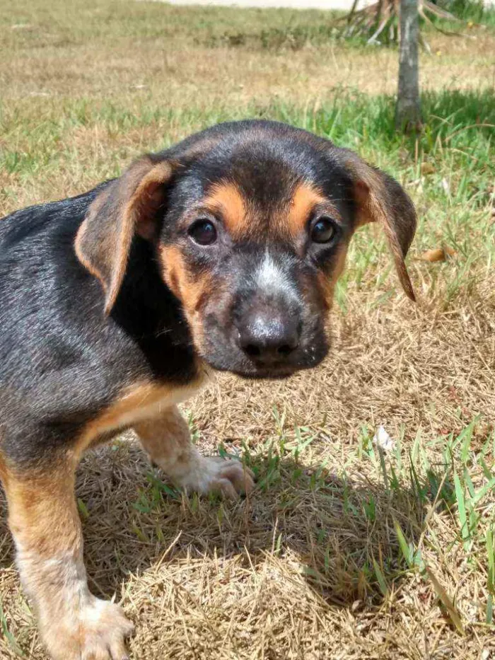 Cachorro ra a Srd idade 2 a 6 meses nome Sam 