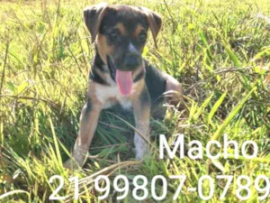 Cachorro raça Srd idade 2 a 6 meses nome Sam 