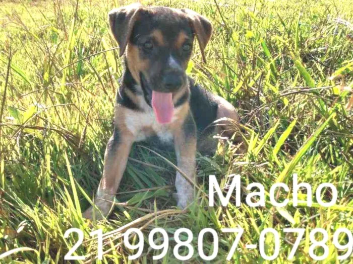 Cachorro ra a Srd idade 2 a 6 meses nome Sam 