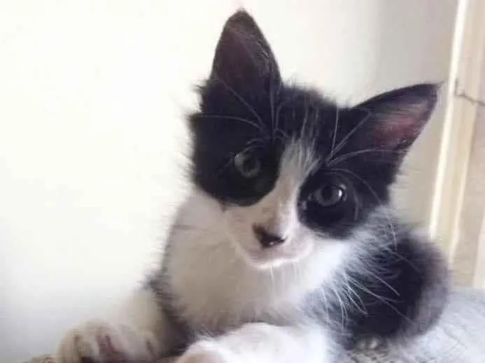 Gato ra a srd frajolinha  idade 2 a 6 meses nome EMILINHO
