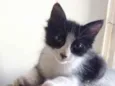 EMILINHO