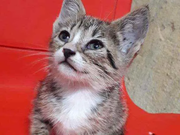 Gato ra a SRD idade Abaixo de 2 meses nome Mei