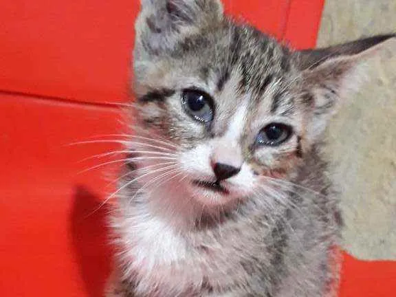 Gato ra a SRD idade Abaixo de 2 meses nome Mei