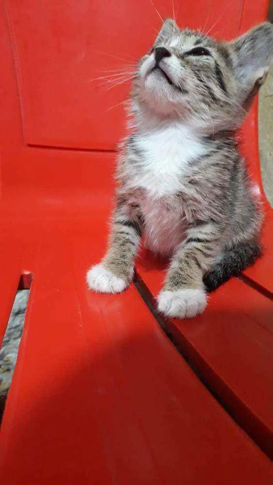 Gato ra a SRD idade Abaixo de 2 meses nome Mei