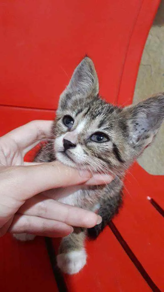 Gato ra a SRD idade Abaixo de 2 meses nome Mei