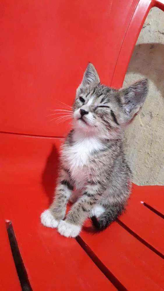 Gato ra a SRD idade Abaixo de 2 meses nome Mei