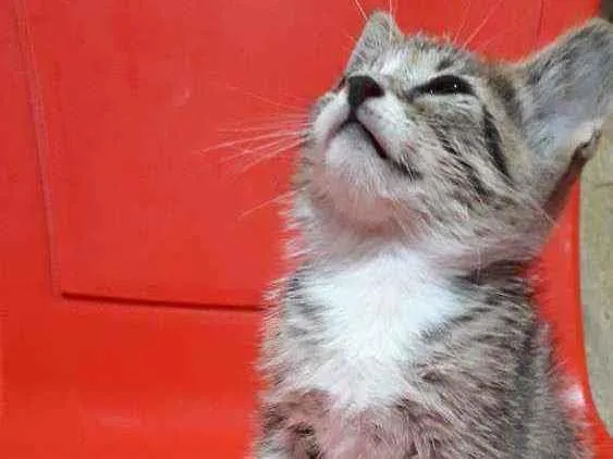 Gato ra a SRD idade Abaixo de 2 meses nome Mei